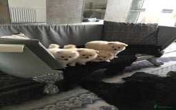 Pomeranian dogs for sale: Pure Pomeranian Puppies - Image 2