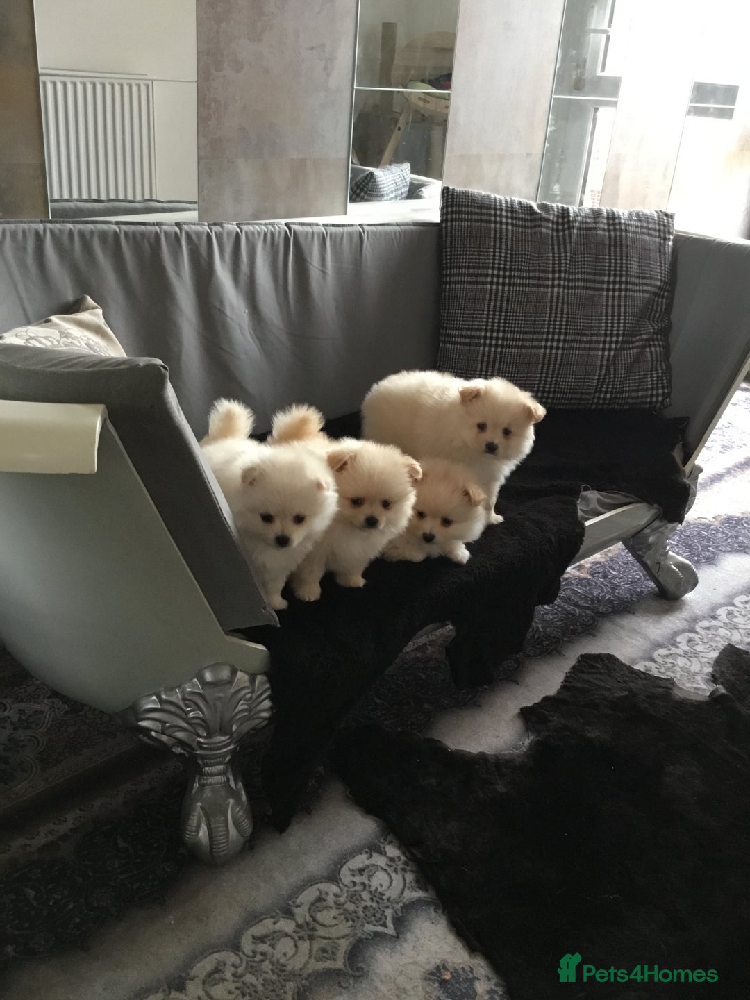Pomeranian dogs for sale: Pure Pomeranian Puppies - Image 2