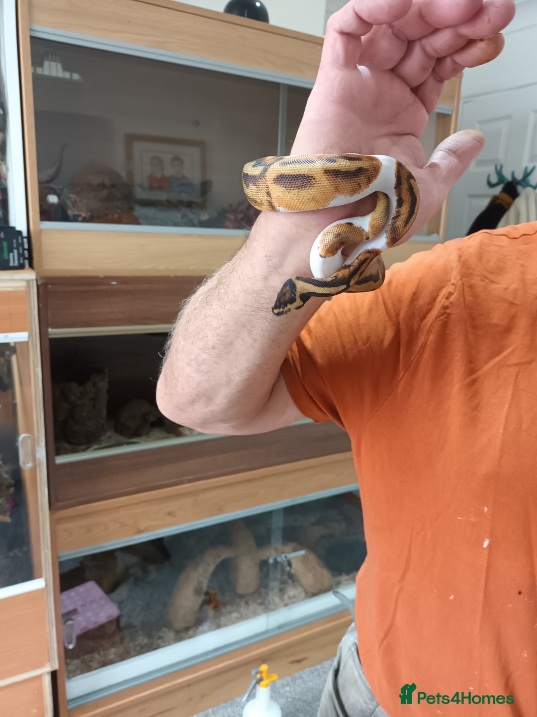 Python Snake reptiles for sale: Ball Python and vivarium - Image 7