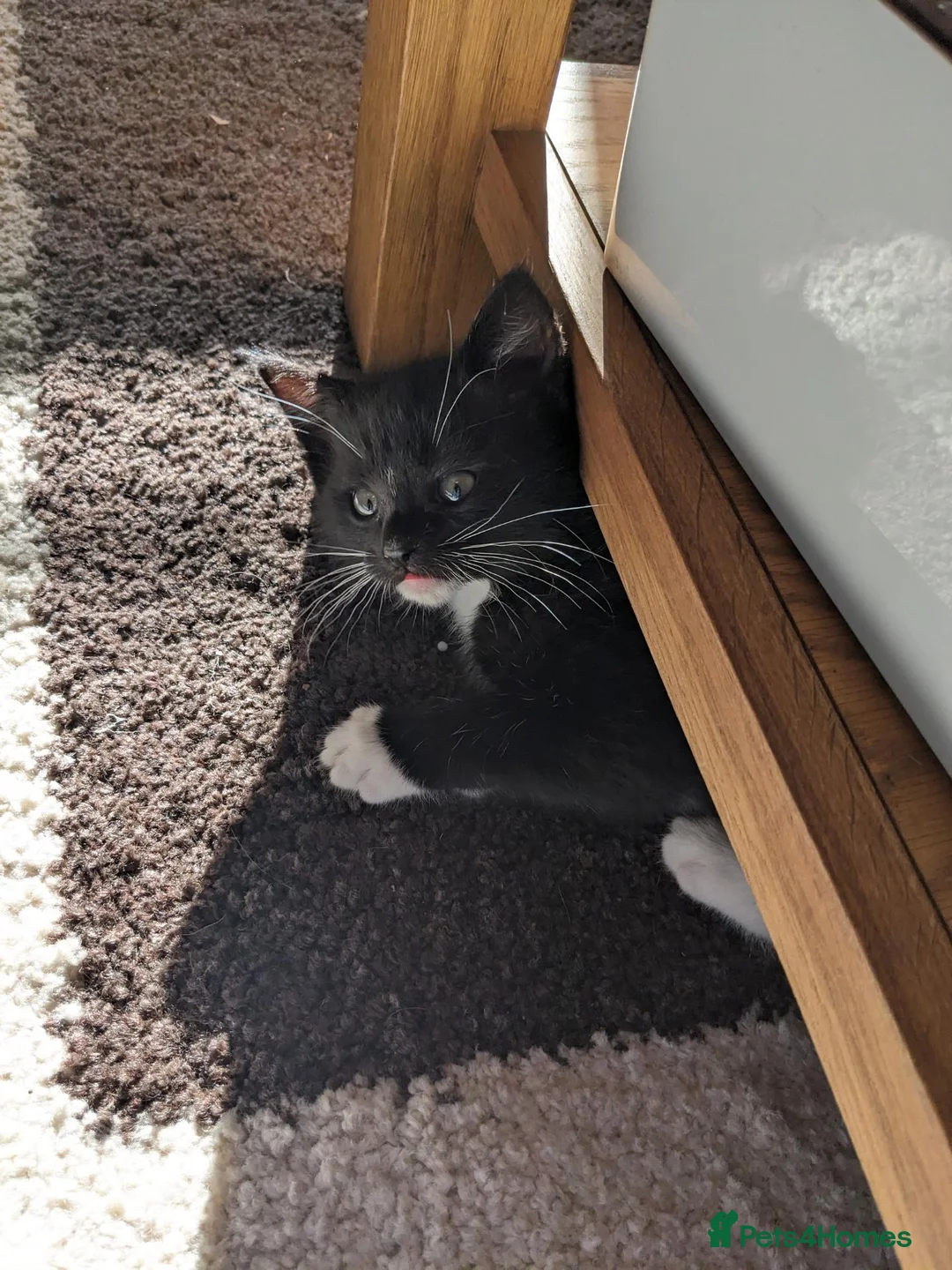 Mixed Breed cats for sale: Beautiful Fluffy kittens. Quarter Ragdoll  - Advert 2