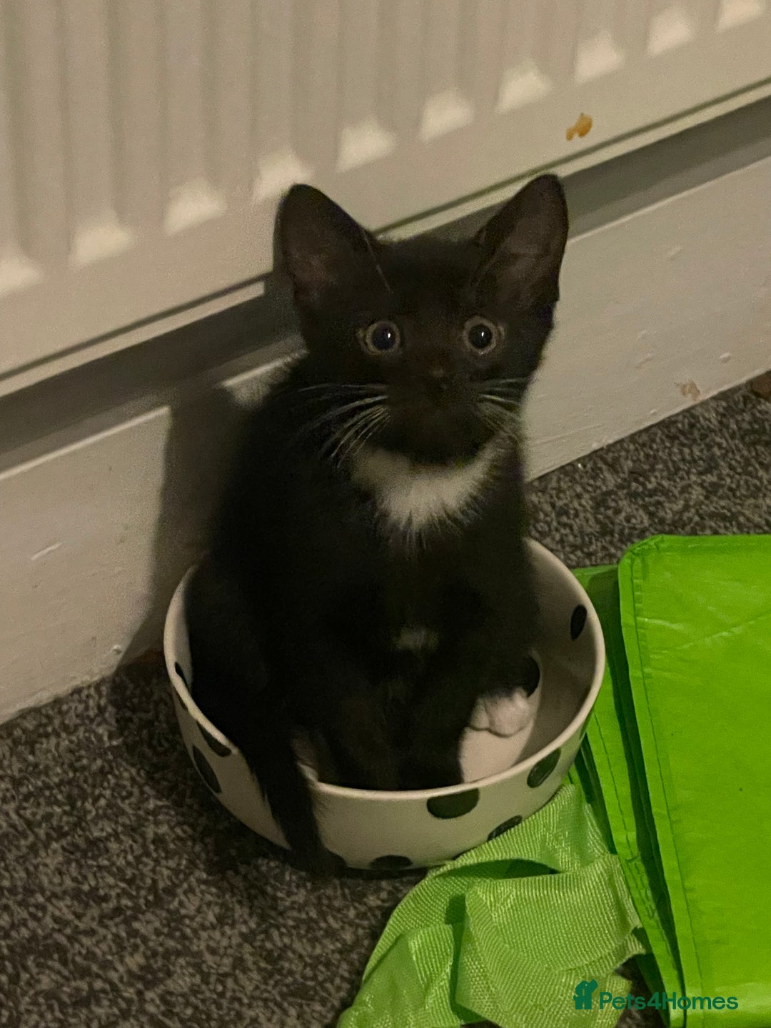 Mixed Breed cats for sale: *Free££* Beautiful brothers looking loving home - Advert 27