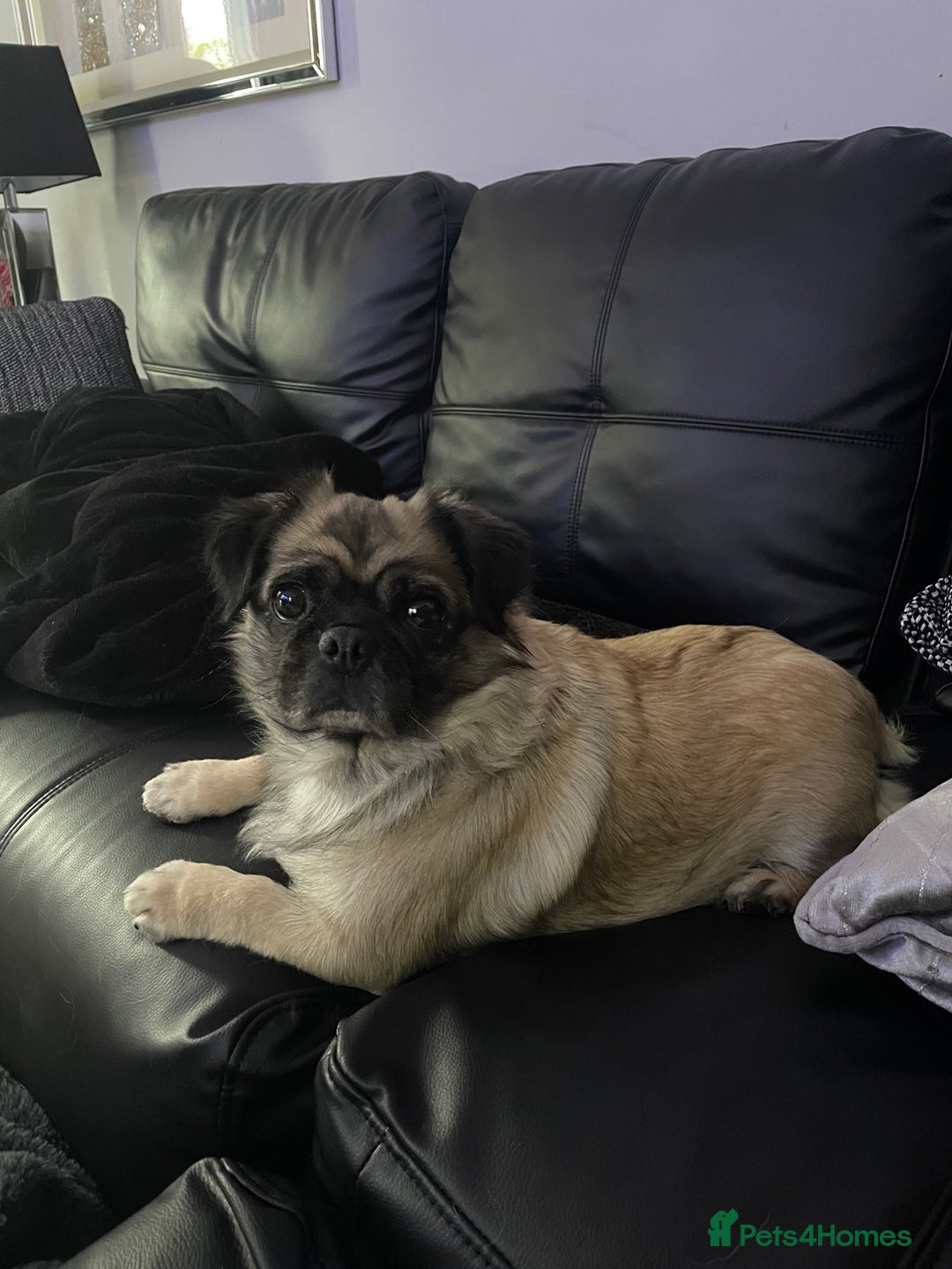 Pug dogs for sale: Beautiful KC Reg spayed fluffy pug needs home 💖 - Advert 7