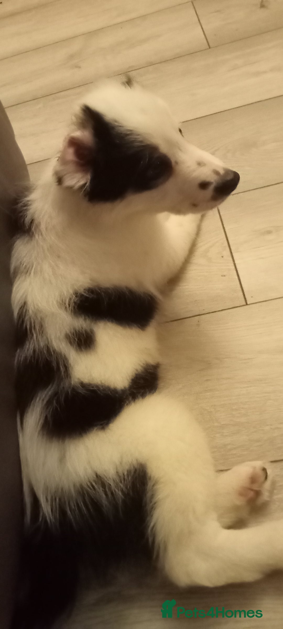 Border Collie dogs for sale: 1 x X male border collie pup left for sale - Advert 17