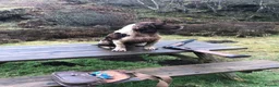 English Springer Spaniel dogs for sale: Beautiful boys - Advert 5