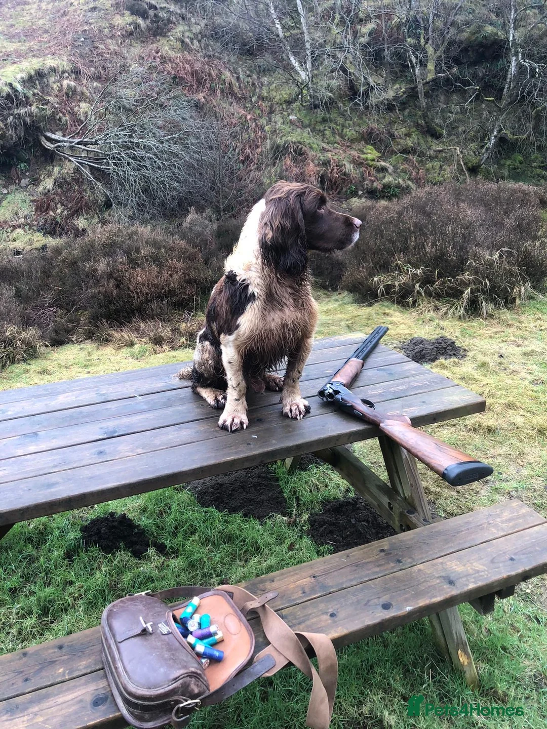 English Springer Spaniel dogs for sale: Beautiful boys - Advert 5