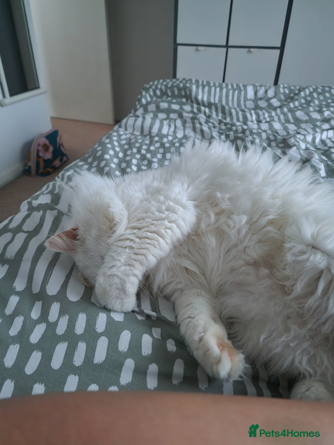 Mixed Breed cats for sale: Adult Female looking for a new home - Advert 4