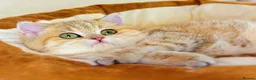 British Shorthair cats for sale: Meet Our Sweet British Shorthair Kittens in Nottingham - Advert 7