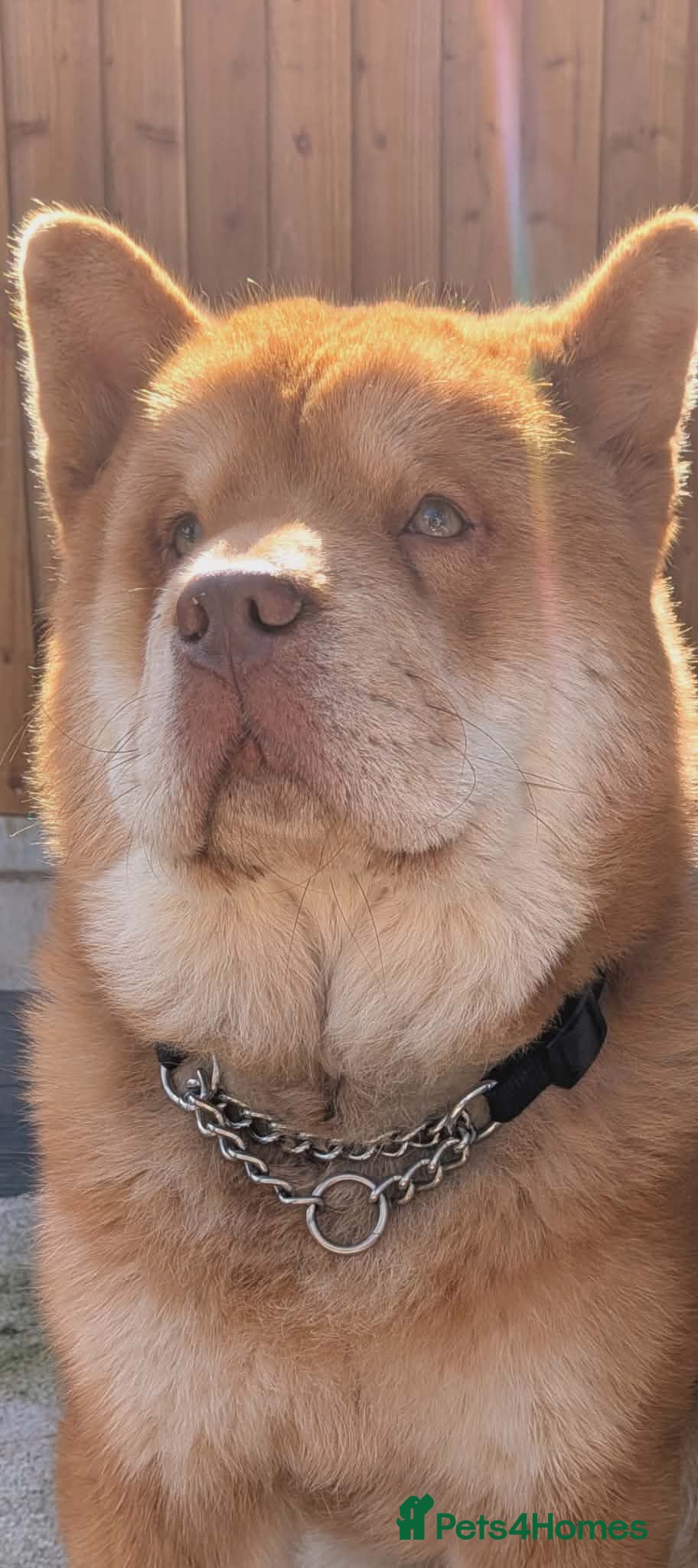 Chow Chow dogs READY FOR STUD - Advert 17