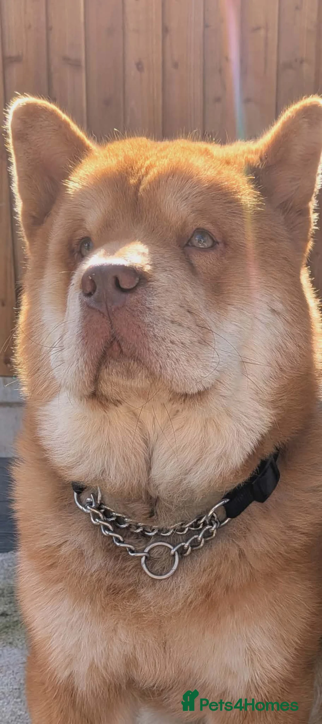 Chow Chow dogs for stud: READY FOR STUD - Advert 1