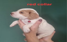 Cocker Spaniel dogs for sale: Beautiful cocker spaniel puppies - Image 10