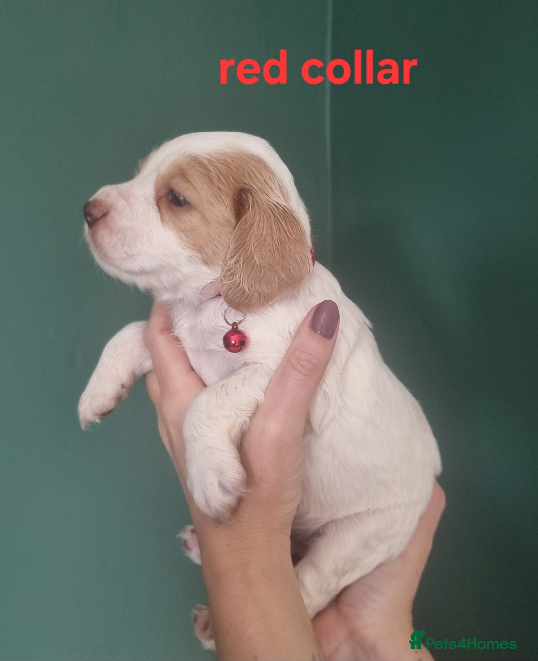 Cocker Spaniel dogs for sale: Beautiful cocker spaniel puppies - Image 10