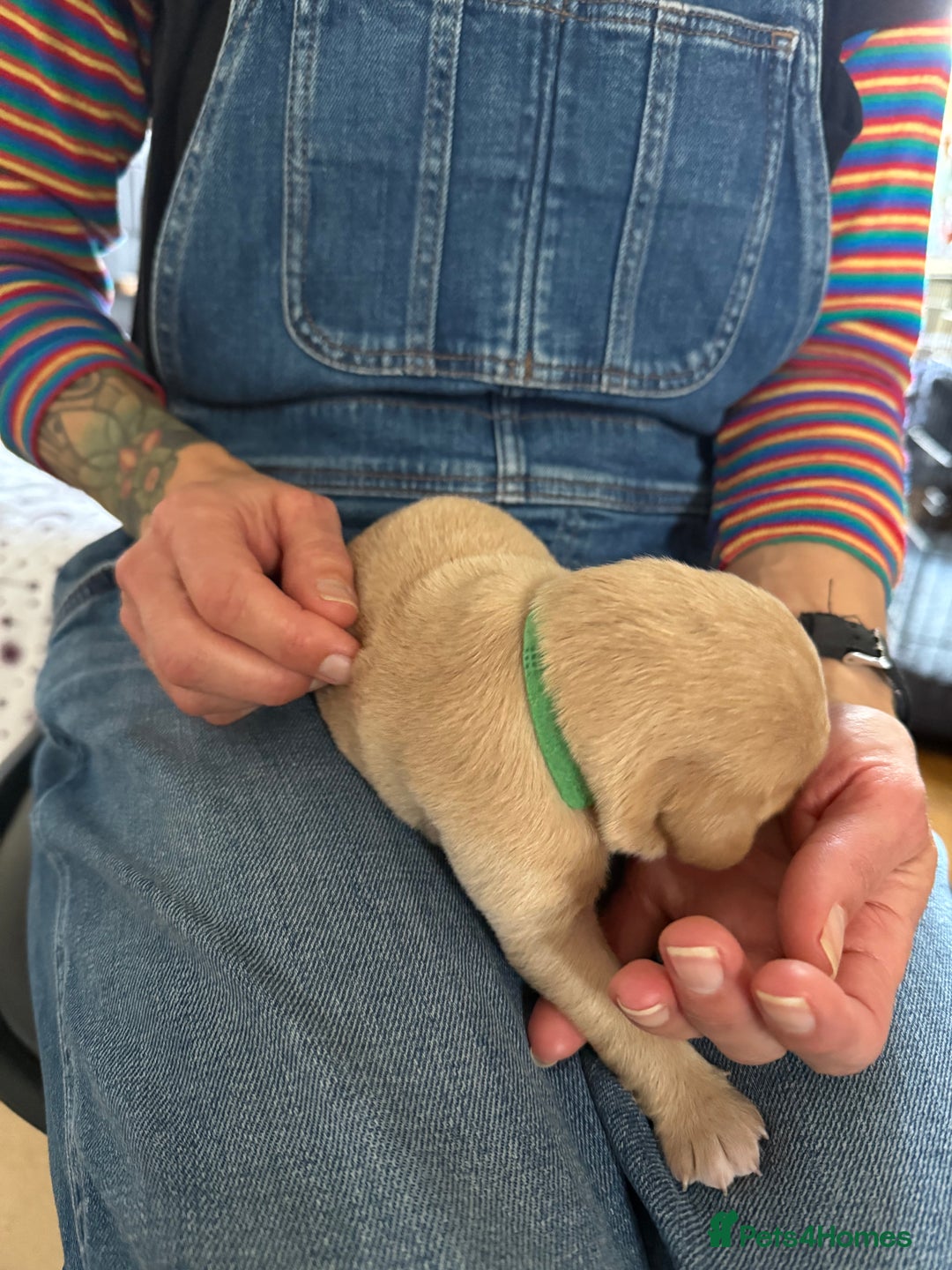 Labrador Retriever dogs for sale: Fox red labradors available now  - Advert 25