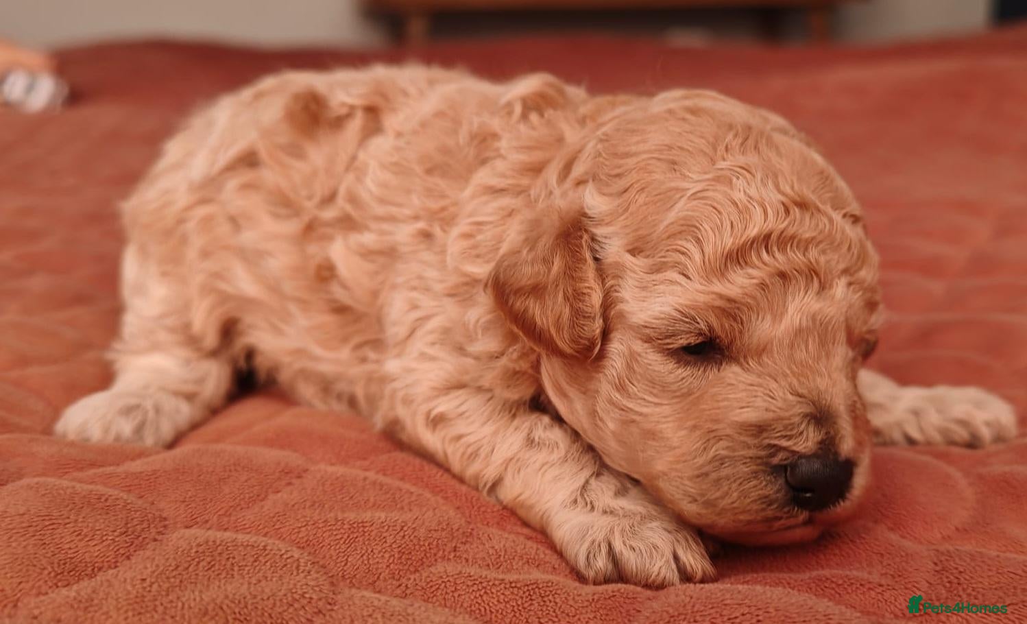 Toy Poodle dogs for sale: Extensively Health-Tested Female Toy Poodle Puppy - Advert 5