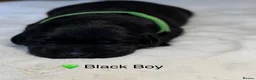 Labrador Retriever dogs for sale: Exceptionally health tested Kc reg Labrador pups - Advert 8