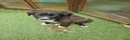 Mixed Breed dogs for sale: Puppies - Advert 9