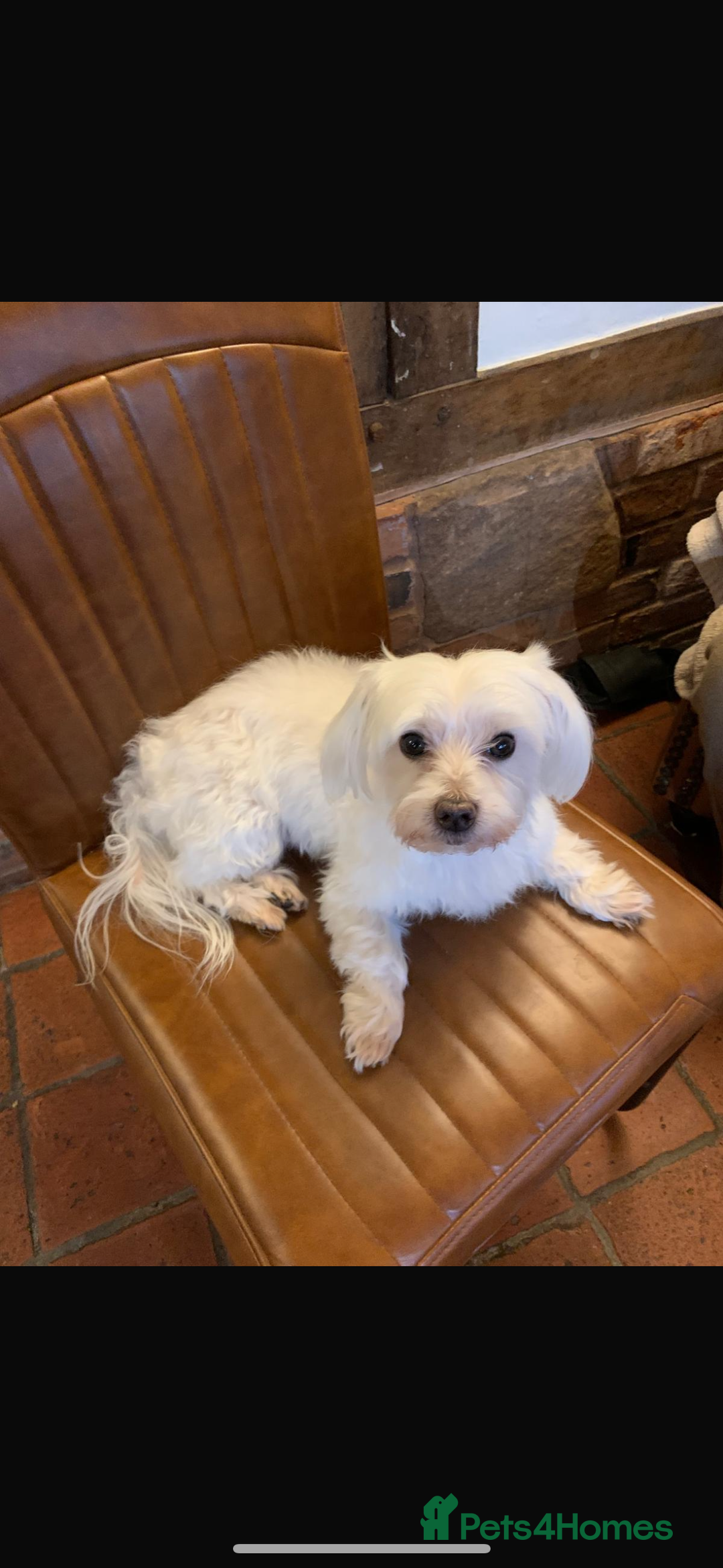 Maltese dogs for stud: Small Maltese dog for stud  in Stafford - Advert 1