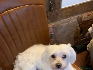 Maltese dogs Small Maltese dog for stud in Stafford - Advert 7