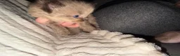 Ragdoll cats for sale: Mink ragdoll kittens  - Advert 12