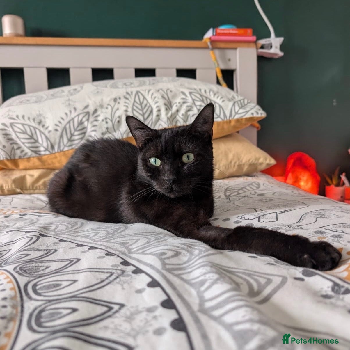 Domestic Shorthair cats Cleo, stunning 2 year old girl  - Advert 5