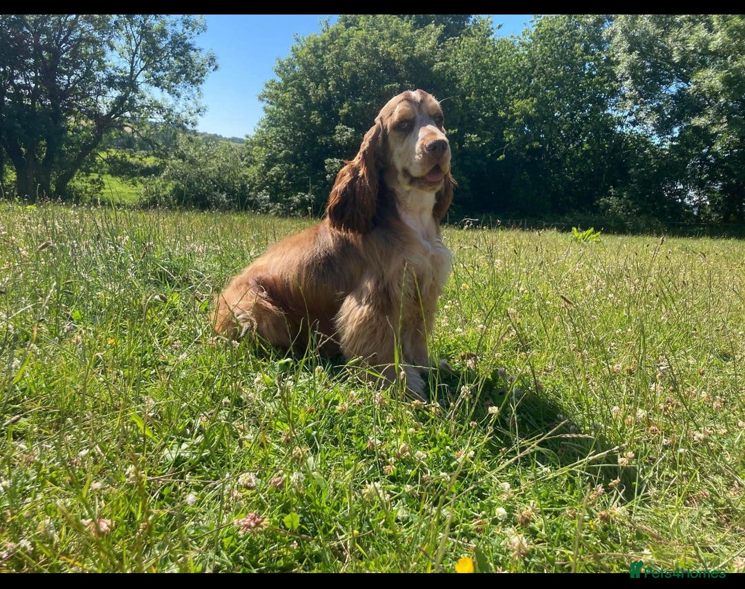 Cocker Spaniel dogs for sale: KC Health Tested Show Cocker Spaniels  - Image 16