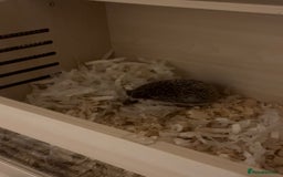 Pygmy Hedgehog rodents for sale: Pygmy hedgehog ( 9 months) - Image 8