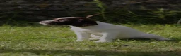 English Springer Spaniel dogs for sale: Springer spaniel puppies, Docked tails  in Hereford - Advert 14