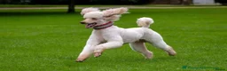 Sheepadoodle dogs for sale: Beautiful Black & White Sheepadoodles - Advert 11