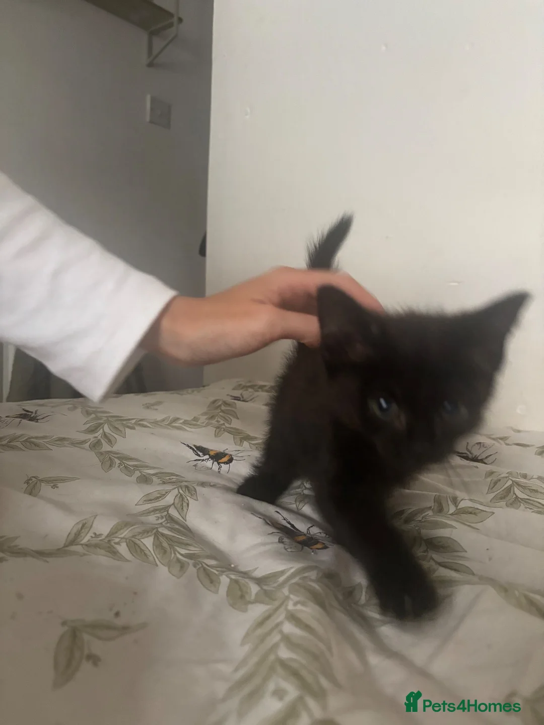 Mixed Breed cats for sale: Kittens for sale  - Advert 15