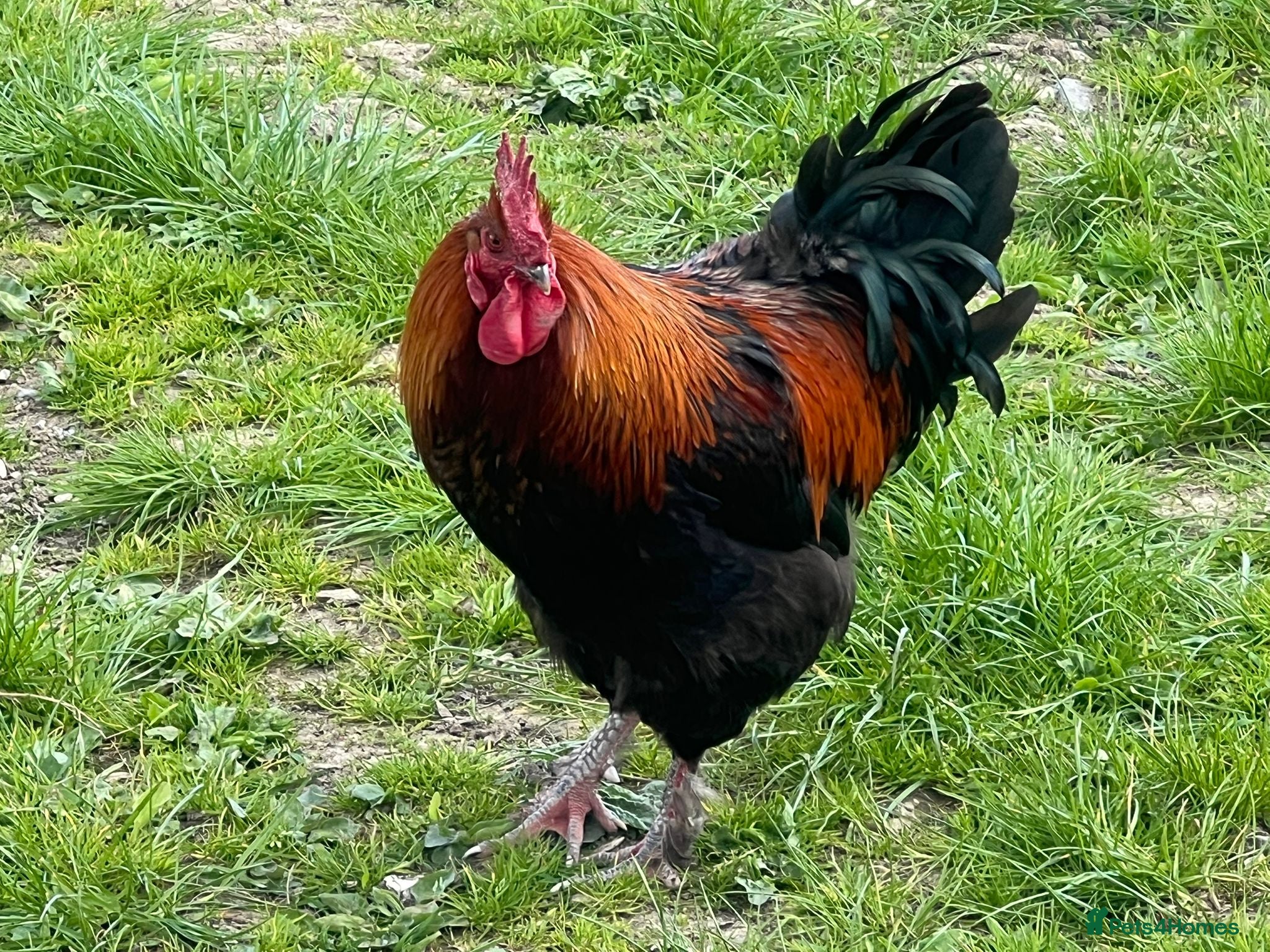 Chickens poultry Copper Black Maran Cockeral  - Advert 2