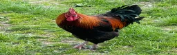 Chickens poultry for sale: Copper Black Maran Cockeral  in Matlock - Advert 1