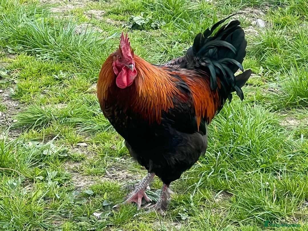 Chickens poultry for sale: Copper Black Maran Cockeral  in Matlock - Advert 1