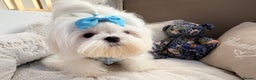 Maltese dogs for sale: Beautiful 6 month old Maltese Puppy Ready Now - Advert 3
