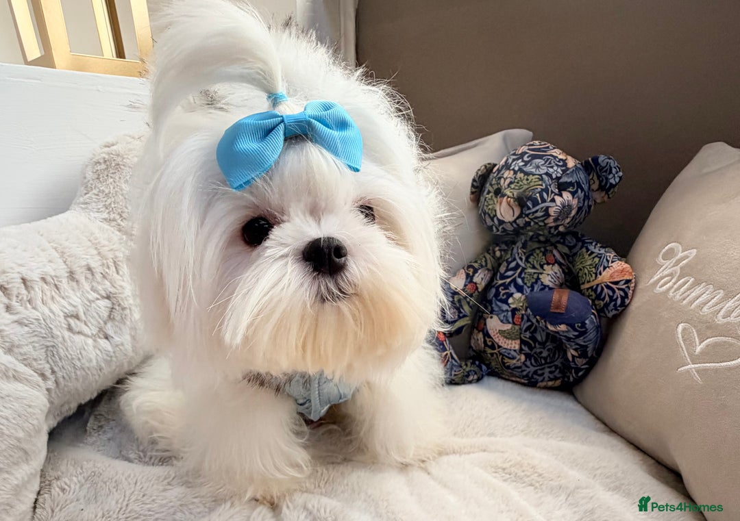 Maltese dogs for sale: Beautiful 6 month old Maltese Puppy Ready Now - Advert 3
