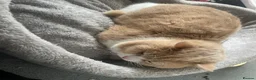 British Shorthair cats for sale: Handsome Ginger & White British Shorthair Male - Advert 3