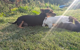 Jack Russell dogs for sale: Jack Russell puppies small breed  - Image 5
