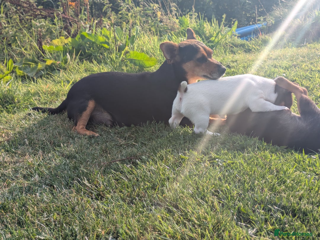 Jack Russell dogs for sale: Jack Russell puppies small breed  - Image 5