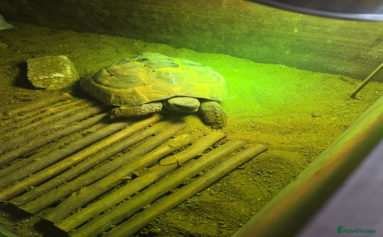 Tortoise reptiles - Advert 2