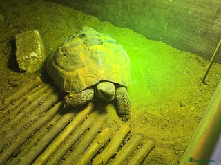 Tortoise reptiles for sale - Advert 1