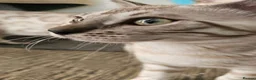 Bengal cats for sale: BENGAL 😺 furry Kittens – Ready For your Homes!💖 - Advert 11