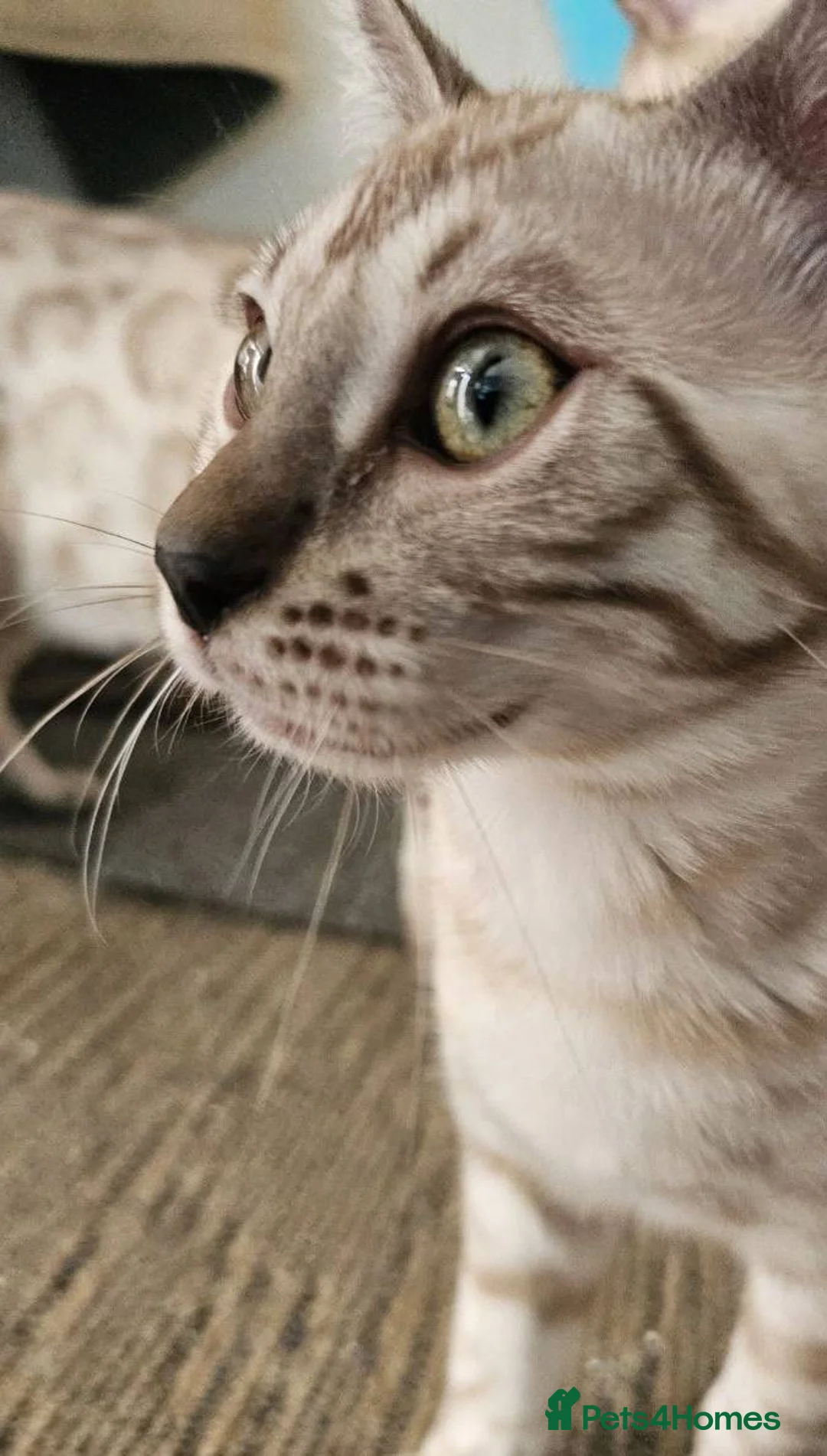 Bengal cats for sale: BENGAL 😺 furry Kittens – Ready For your Homes!💖 - Advert 11