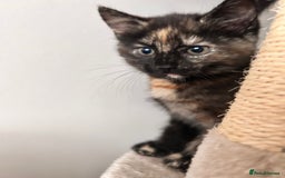 Mixed Breed cats for sale: Purr- fectly Adorable Kittens for loving homes - Advert 14