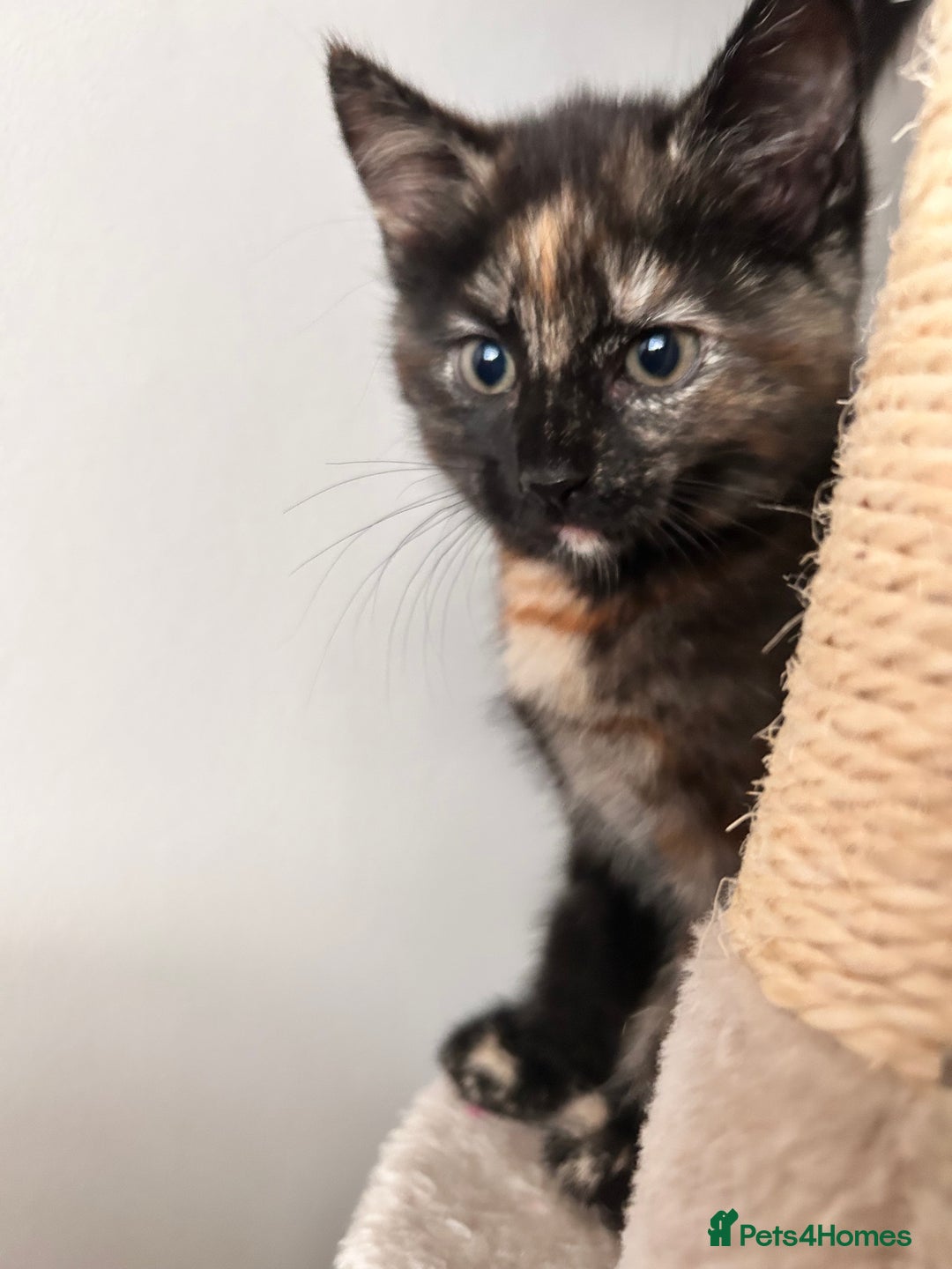 Mixed Breed cats for sale: Purr- fectly Adorable Kittens for loving homes - Advert 14