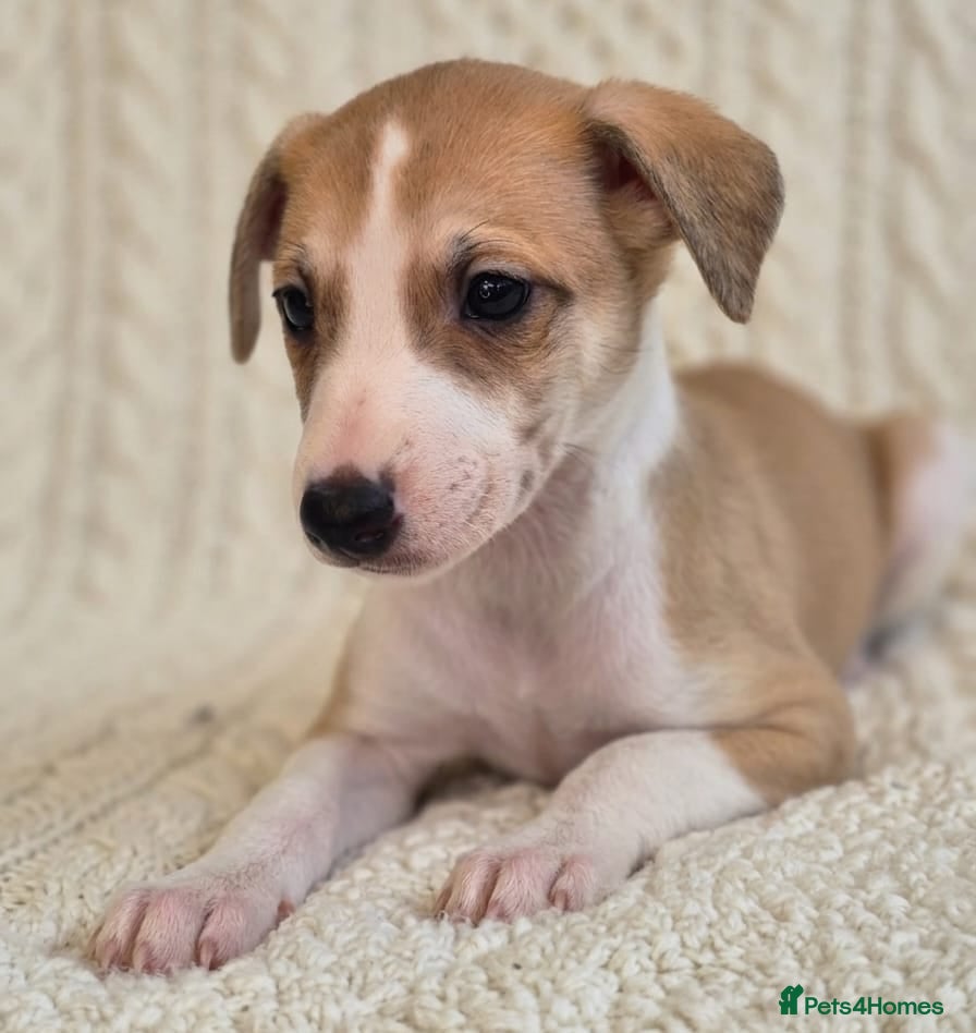 Whippet dogs Stunning Show Quality Whippet Puppies READY NOW - Advert 1