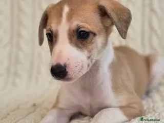 Whippet dogs for sale: Stunning Show Quality Whippet Puppies READY NOW - Advert 3