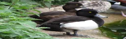Ducks poultry for sale: Ornamental wildfowl for sale, 2026 bred - Advert 3