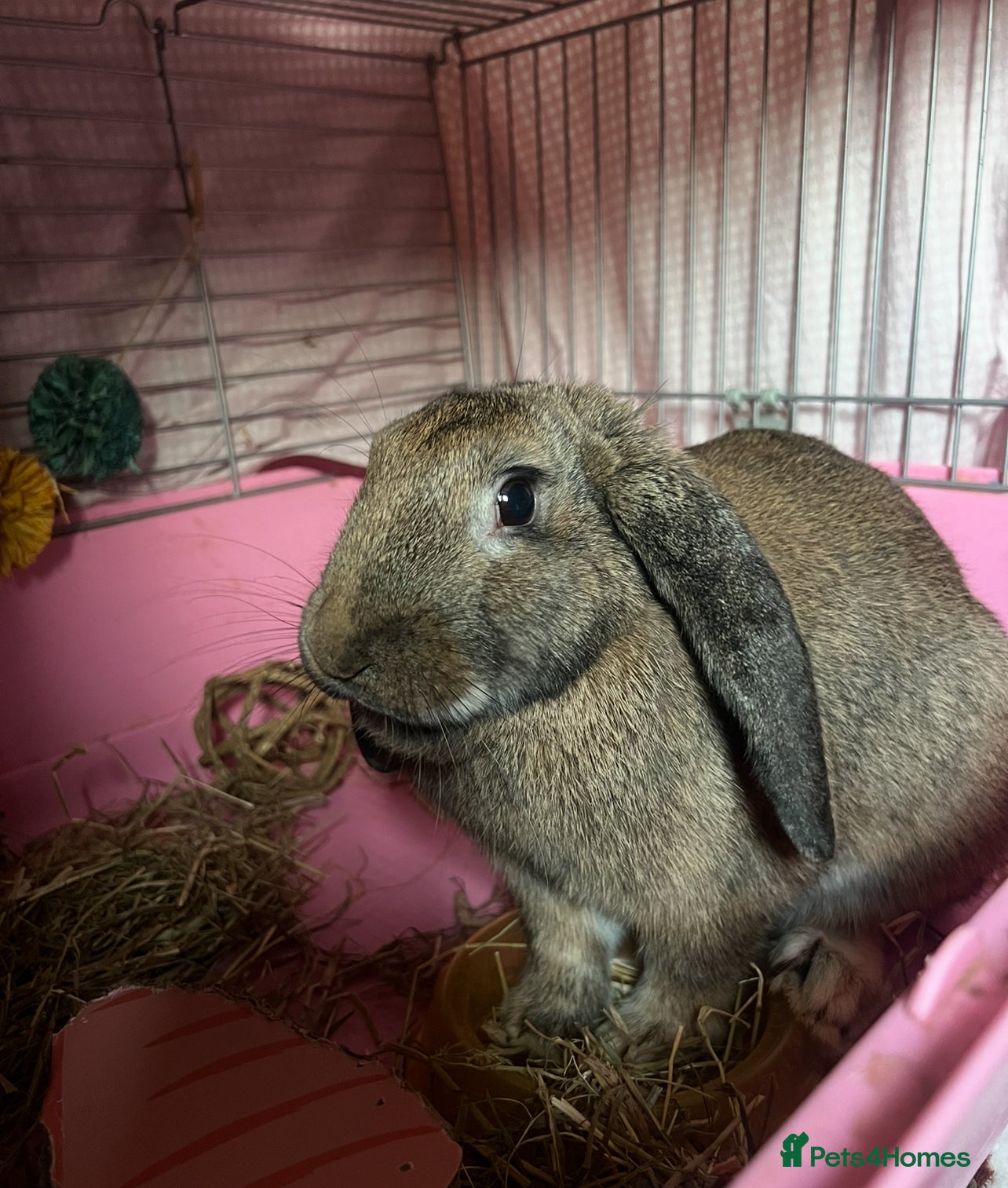 Mixed Breed rabbits Female bunny looking for a forever home  - Advert 9