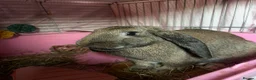 Mixed Breed rabbits for sale: Female bunny looking for a forever home  in Chelmsford - Advert 1