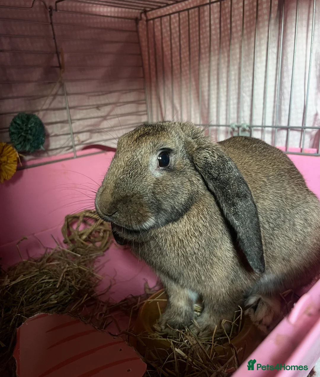 Mixed Breed rabbits for sale: Female bunny looking for a forever home  in Chelmsford - Advert 1
