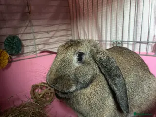 Mixed Breed rabbits Female bunny looking for a forever home - Advert 1