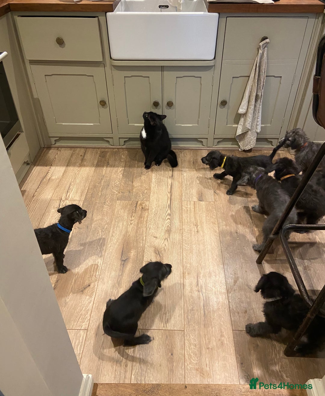 Bedlington Terrier dogs for sale: Bedlington Terrier x Italian Greyhound Puppies - Image 12